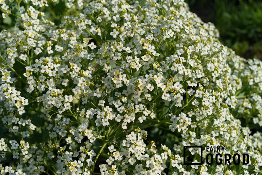 Rzodkiew oleista o drobnych białych kwiatuszkach, a także pielęgnacja, opis i zastosowanie rzodkwi w rolnictwie
