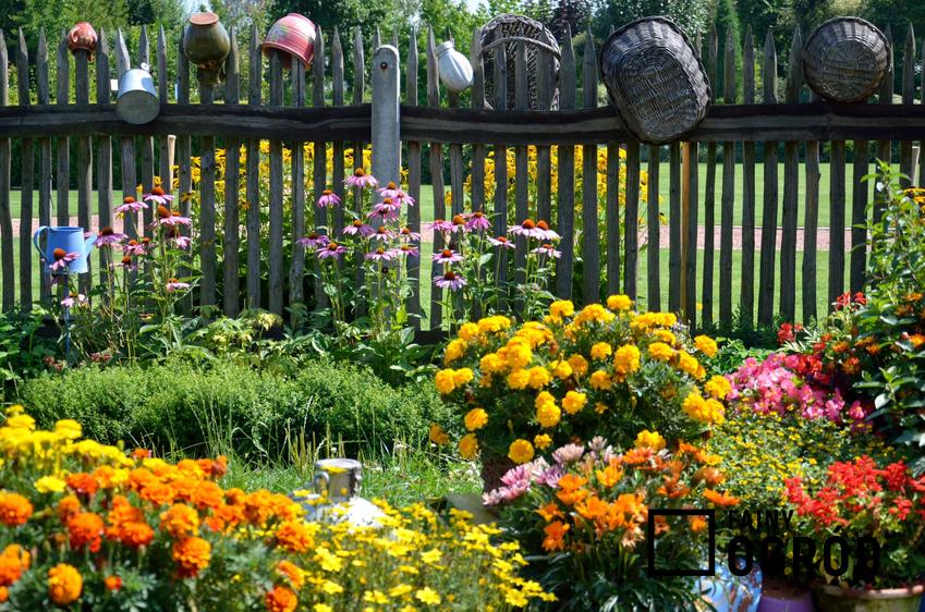 Piękny ogród, a także kalendarz siewu kwiatów i przybliżone terminy wysiewu nasion kwiatów