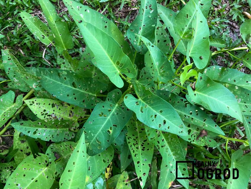 Pchełka ziemna w ogrodzie jako niebezpieczne szkodniki roślin, a także sposoby ich zwalczania krok po kroku, pielęgnacja roślin i porady