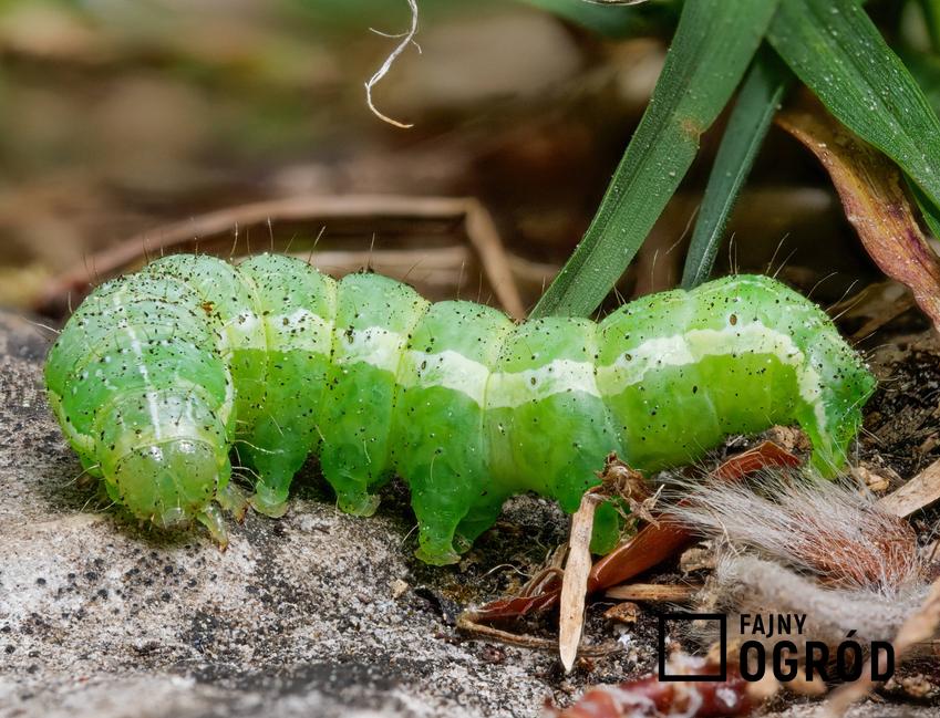 Piędzik przedzimek, zielona larwa, a także jego szkodliwość, rozpoznanie i zwalczanie