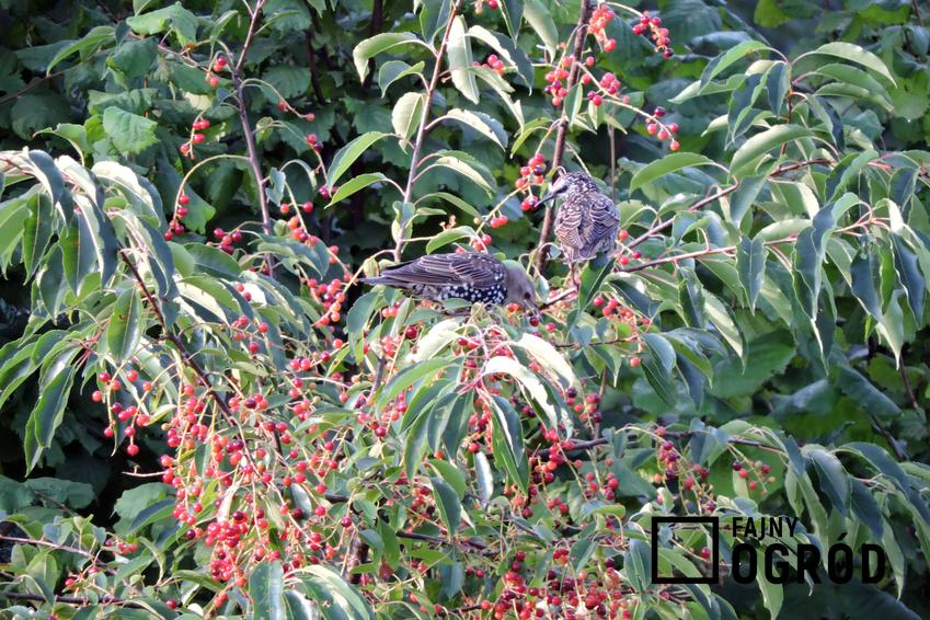 Ptaki zjadające owoce z drzewa, a także różne ptaki jako szkodniki roślin i metody ich zwalczania