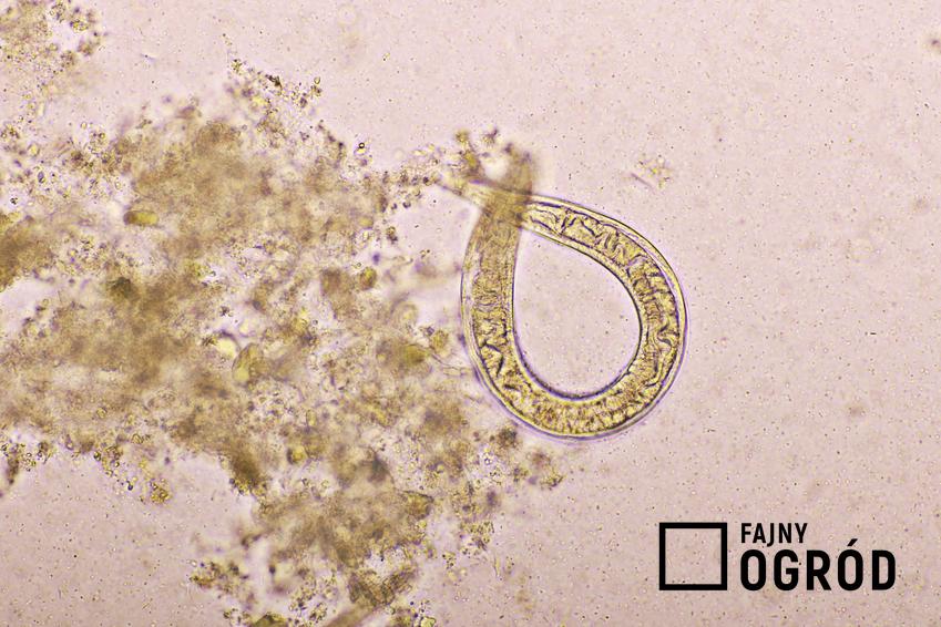 Węgorek chryzantemowiec pod mikroskopem, a także rozpoznanie w ogrodzie i zwalczanie krok po kroku