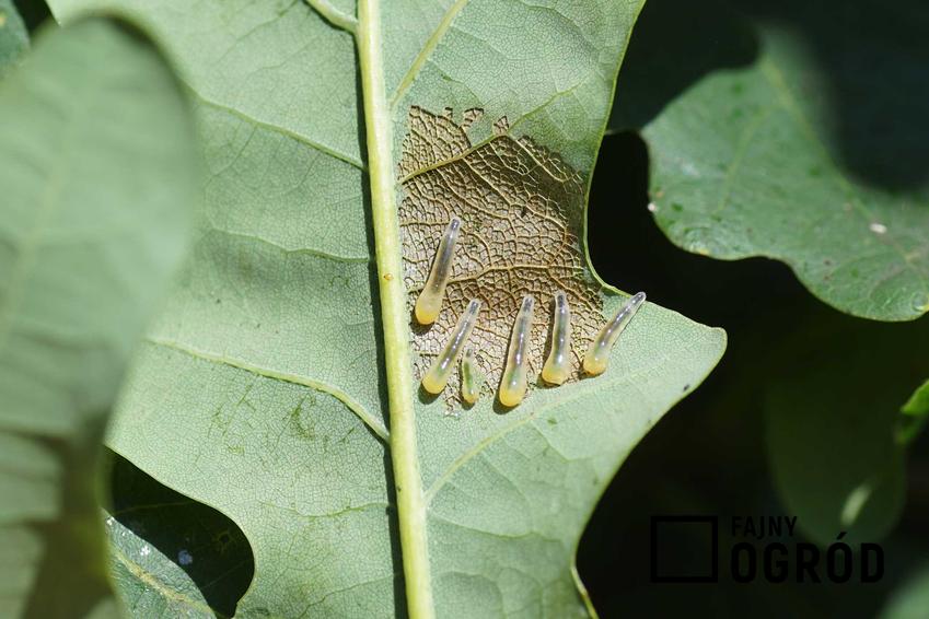 Śluzownica lipowa, a raczej jej larwy na liściu, a także szkodliwość, zwalczanie oraz opryski na szkodnika