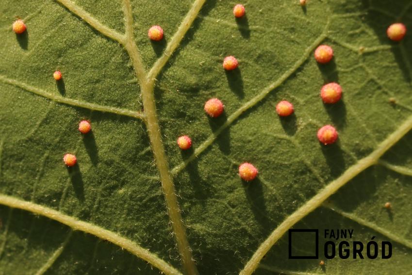 Galasówka dębianka na liściach, a także rozpoznawanie, sposoby zwalczania naturalnego oraz chemicznego i najważniejsze porady