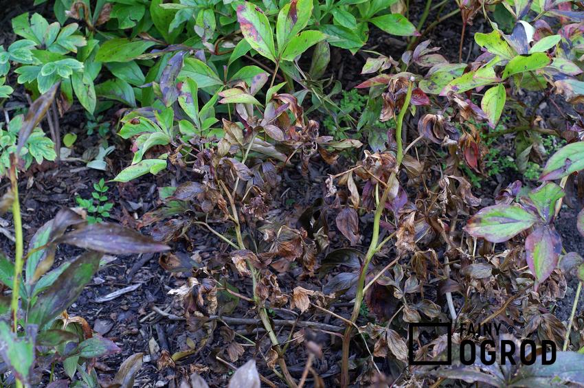 Zgnilizna podstawy łodygi jako choroba atakująca rośliny w ogrodzie, a także jego rozpoznawanie i metody zwalczania