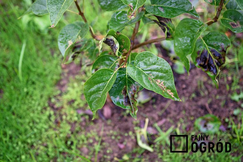 Bakterioza lilaka jako choroba atakująca rośliny w ogrodzie, a także jego rozpoznawanie i metody zwalczania