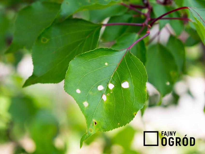 Dziurkowatość liści drzew pestkowych na roślinach, a także rozpoznanie, zapobieganie i zwalczanie metodami naturalnymi oraz chemicznymi