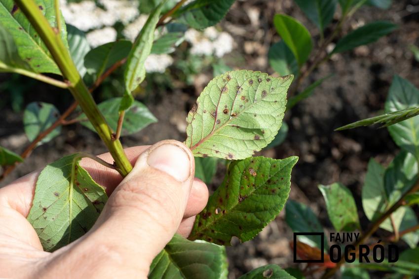 Pierścieniowa plamistość jako choroba atakująca rośliny w ogrodzie, a także jego rozpoznawanie i metody zwalczania