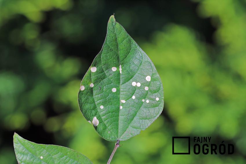 Bakterioza lilaka jako choroba atakująca rośliny w ogrodzie, a także jego rozpoznawanie i metody zwalczania