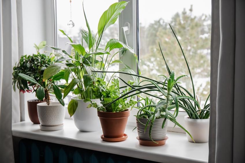 Rośliny oczyszczające powietrze – 12 najlepszych gatunków