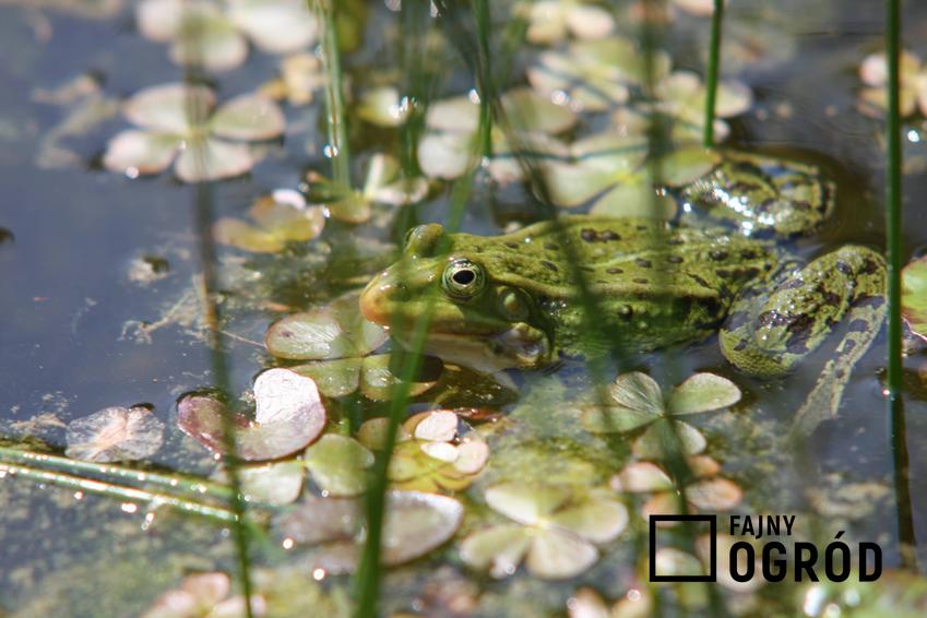 Żaba w zbiorniku wodnym, a także koncerty żab, dlaczego żaby rechoczą i jakie są ich popularne gatunki