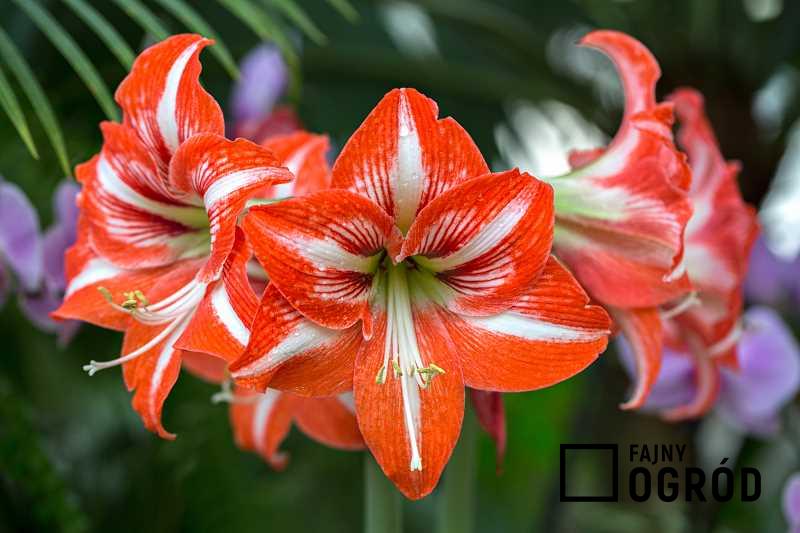 Amarylis o czerwonych kwiatach w doniczce, a także różnice z hipeastrum, porady, pielęgnacja oraz uprawa krok po kroku