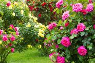 Róże ogrodowe - odmiany, sadzenie, pielęgnacja i cięcie róż w ogrodzie