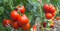 Choroby pomidorów - jak sobie z nimi radzić?