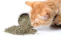 Kocimiętka właściwa - jak uprawiać roślinę, którą pokocha twój kot?