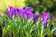 Najpiękniejsze rośliny wiosenne w Twoim ogrodzie – przegląd