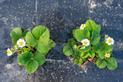 Jak i kiedy sadzić truskawki? Sadzenie i uprawa krok po kroku