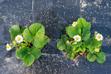 Jak i kiedy sadzić truskawki? Sadzenie i uprawa krok po kroku