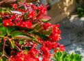Begonia stale kwitnąca - uprawa, pielęgnacja, rozmnażanie, odmiany