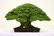 Fikus bonsai - pielęgnacja, porady, ciekawostki