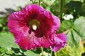 Kwiat Malwy: uprawa, sadzenie i pielęgnacja - kiedy i jak sadzić?