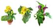 Kalia doniczkowa - kwiat, który ucieszy każdy dom - pielęgnacja, podlewanie, porady