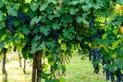 Uprawa i cięcie winogron - porady praktyczne
