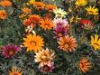 Kwiat gazania - cena, odmiany, wysiew, uprawa, pielęgnacja i rozmnażanie