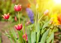 Jak i kiedy sadzić tulipany? Poradnik ogrodnika