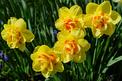 Narcyz – wiosenny kwiat – odmiany, sadzenie, uprawa, pielęgnacja