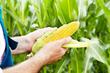 Uprawa kukurydzy w ogrodzie - to bardzo proste! Zrób to sam krok po kroku!