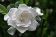 Gardenia doniczkowa - uprawa, pielęgnacja, podlewanie, cena