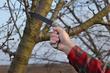 Przycinanie drzew owocowych - kiedy i jak ciąć drzewka?
