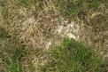 Trawnik po zimie - jak zadbać i pielęgnować trawnik po zimie?