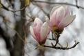 Magnolia susan – sadzenie, uprawa, pielęgnacja, wymagania, choroby