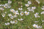 Zawilec wielkokwiatowy (anemone sylvestris) - opis, uprawa, pielęgnacja, porady