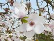 Magnolia pośrednia - odmiany, cena, wymagania, uprawa, sadzenie