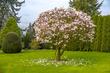 Magnolia Betty - sadzenie, uprawa, pielęgnacja, porady