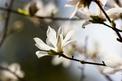 Magnolia japońska (Magnolia kobus) - uprawa, pielęgnacja, wymagania, cena