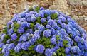 Hortensja niebieska - sadzenie, uprawa, pielęgnacja, podlewanie