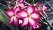 Róża pustyni (adenium obesum) - uprawa i pielęgnacja pięknego kwiatu ogrodowego