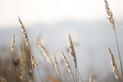 Życica trwała (rajgras angielski) - opis gatunku trawy, odmiany, wysiew, pielęgnacja