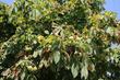 Kasztanowiec - odmiany, uprawa w ogrodzie, właściwości lecznicze i zastosowanie