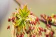 Klon jesionolistny (Acer negundo) - odmiany, uprawa, przycinanie, ceny, porady pielęgnacyjne