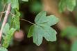 Klon polny (Acer campestre) - odmiany, sadzenie, uprawa, pielęgnacja, zastosowanie na żywopłot