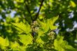 Klon tatarski (Acer tataricum) - sadzenie, uprawa, zastosowanie, cena