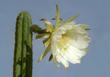 Kaktus San Pedro na parapecie - właściwości, ciekawostki, zastosowanie, niebezpieczeństwa, kwestie prawne