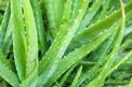 Aloes wielkolistny na parapecie - uprawa, pielęgnacja, podlewanie, porady