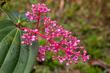 Medinilla wspaniała - kwiat doniczkowy - uprawa, pielęgnacja, podlewanie, wymagania