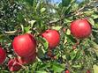 Jabłoń Jonagold - opis, uprawa, pielęgnacja, wymagania, porady